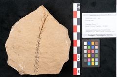 Foto (Objekt + Etikett) von Plantae indet.  (NHMW-GEO-2024-0188-11500)